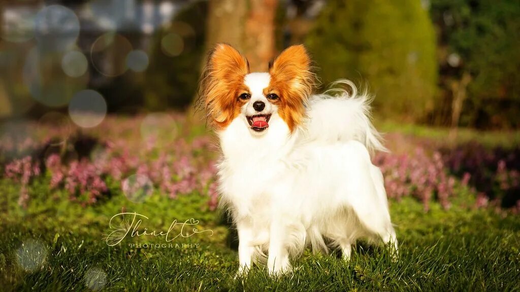 Папильенские бабочки собаки фото Papillion photo Dog breeds, Breeds, Dogs