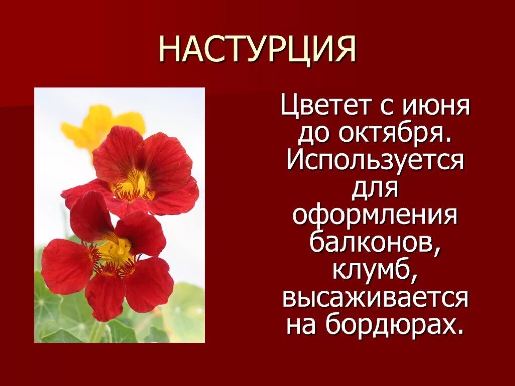 Сообщение о декоративном растении