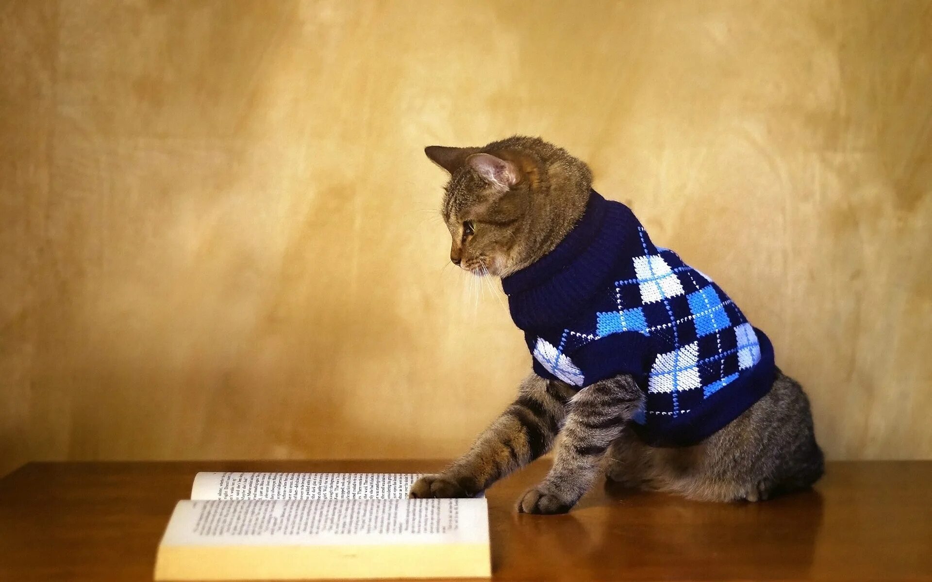 Кот в кофте. Кот в свитере. Котик в кофточке. Свитер для кошки. Кот в одежде.