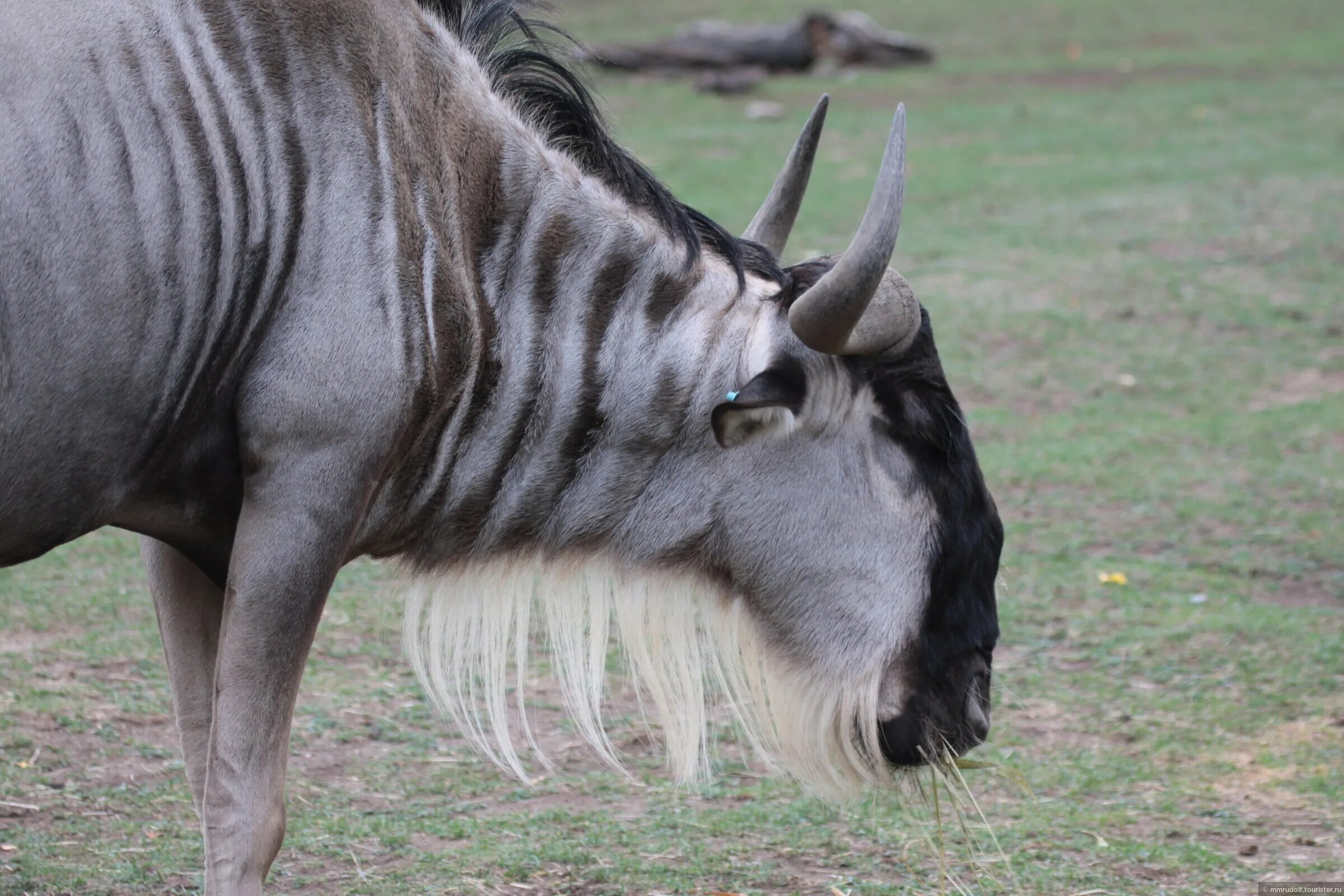 Гну какой. Гну какой. Детеныш антилопы гну. Голубой гну. Антилопа гну черный белохвостый.