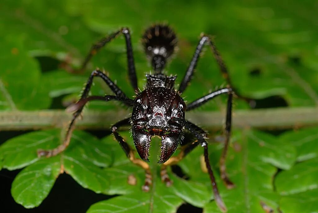 Муравей Paraponera clavata. Муравей пуля. Муравей пуля Муравейник. Муравей пуля ядовитый.