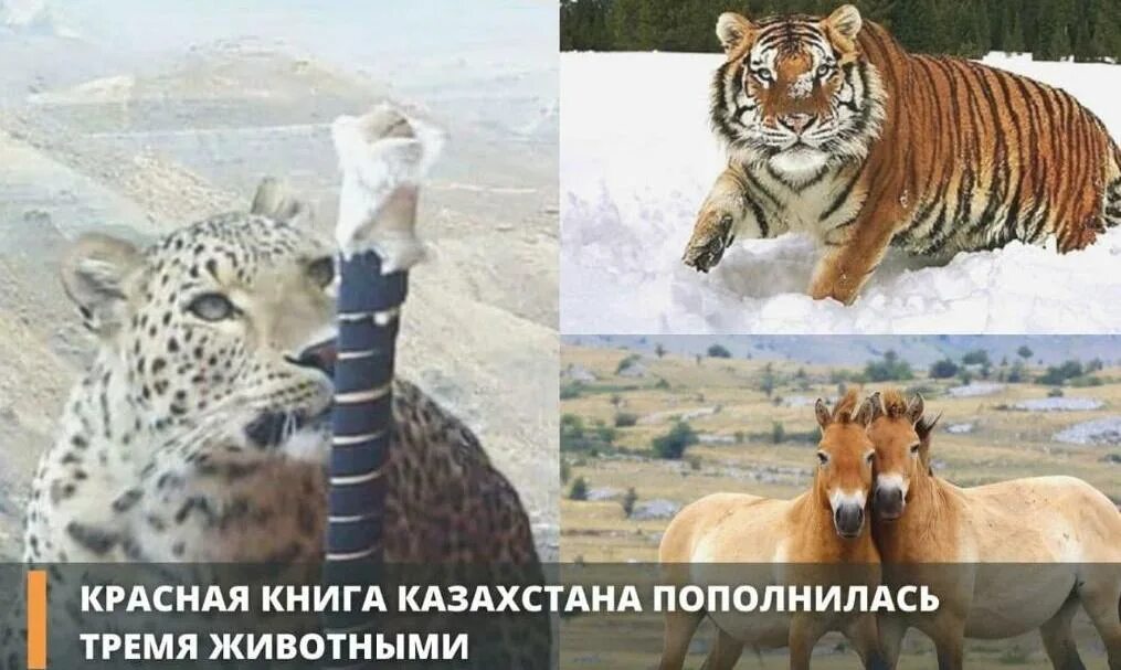 Красная книга казахстана книга. Животные красной книги казахстана. Редкие животные казахстана. Животные которые в красной книге казахстана. Животные которые в красной книге казахстана.