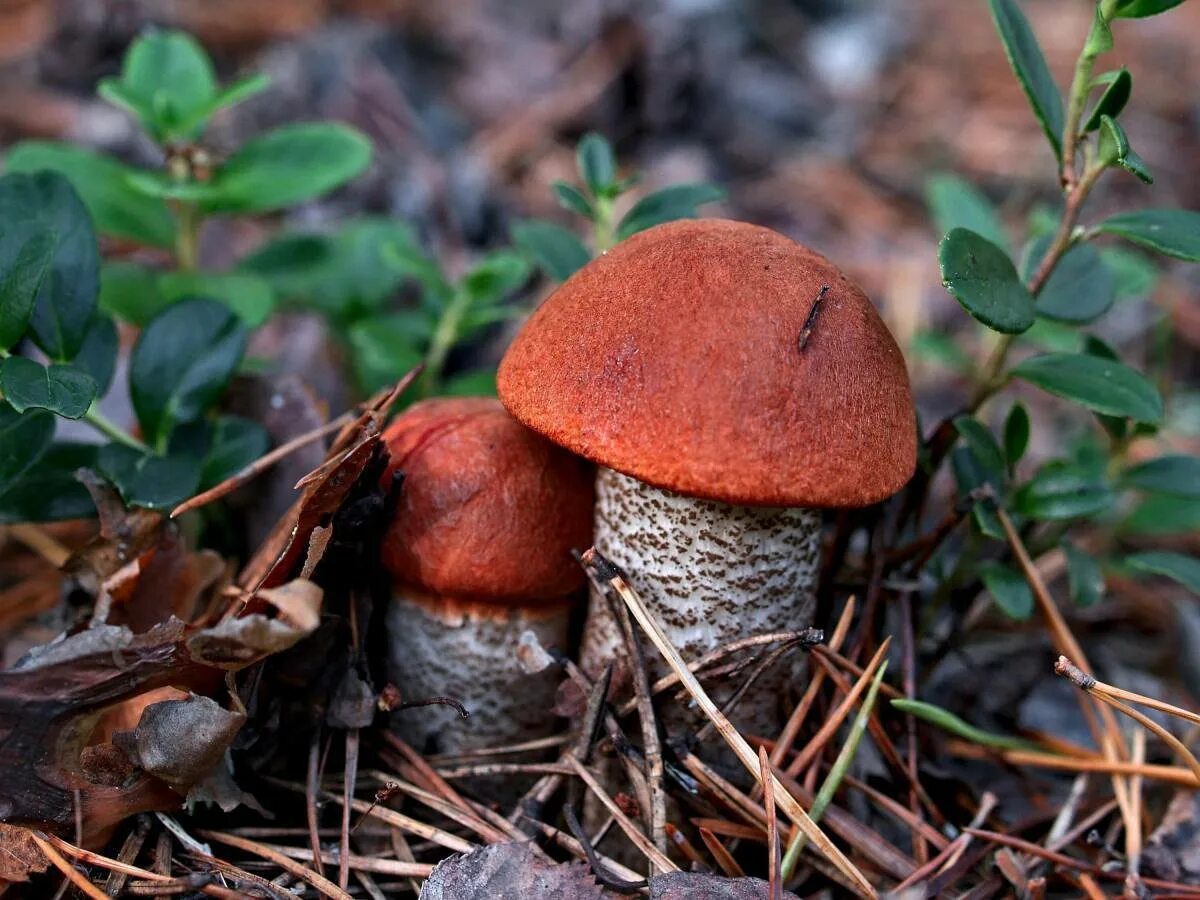 Изображение подосиновика. Подосиновик. Подосиновик сосновый. Подосиновик красный(leccinum aurantiacum). Подосиновики ложный подосиновик.
