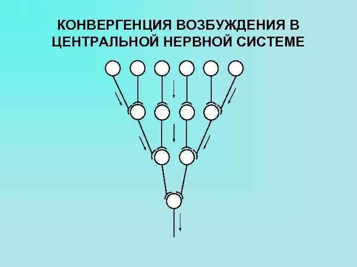 Схема конвергенции и дивергенции в ЦНС. Конвергенция и дивергенция нервных центров. Дивергенция и конвергенция возбуждения в нервных центрах. Конвергенции нервных центров физиология.