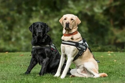 Dogs well