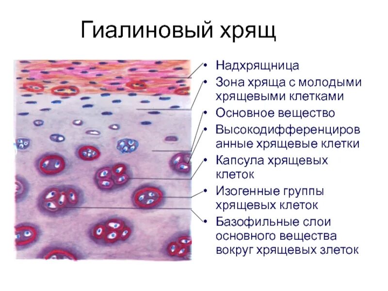 Изогенные группы. Надхрящница гиалинового хряща. Гиалиновый хрящ гистология локализация. Гиалиновый хрящ кролика препарат. Хрящевые клетки гистология.