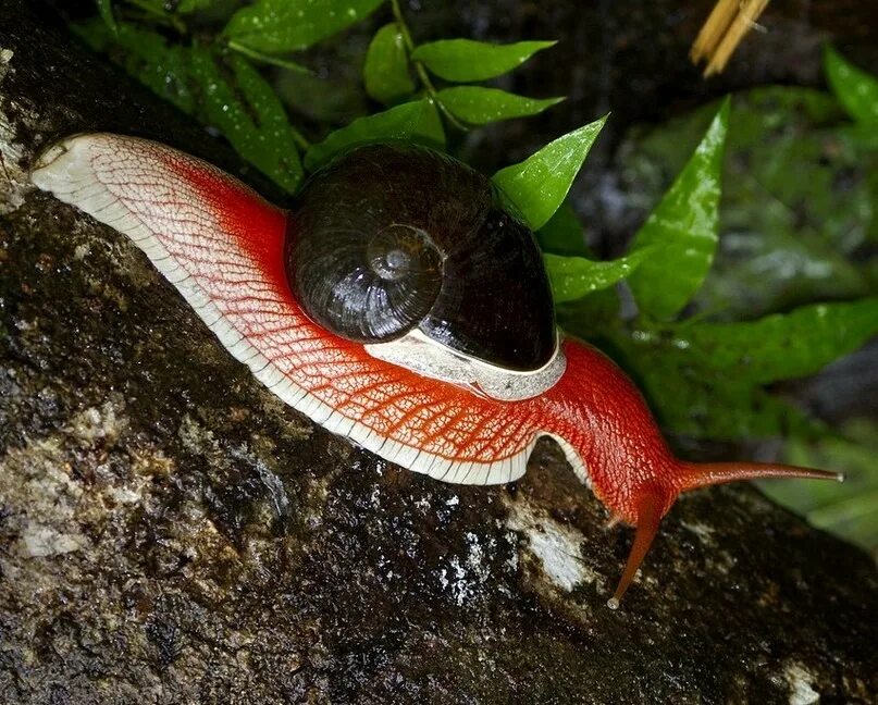 красная улитка. красный дом улитка. улитка катушка роговая красная. тропические улитки. улитка дракула хемиплекта.