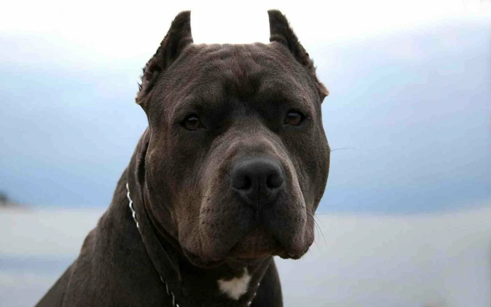 Американский питбультерьер качок. Питы суки. Порода питбуль прайд. Американский питбультерьер adba. Американский булли терьер.