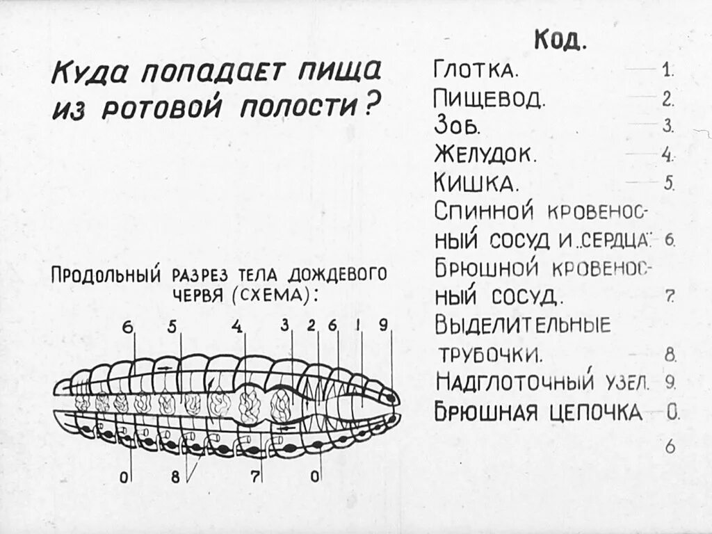 Практическая работа исследование строения дождевого червя. Внутреннее строение дождевого червя таблица. внутреннее строение дождевого червя лабораторная работа 7 класс.
