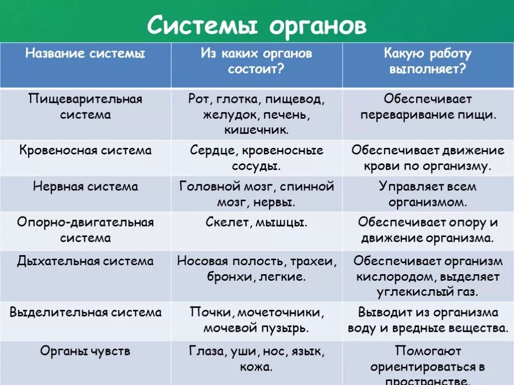 Характеристика органа человека. Таблица системы органов органы функции системы функции. Таблица системы органов человека органы функции системы. Таблица система органов системы органов в организме. Перечислите основные системы органов и их функции 8 класс.