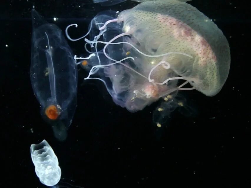 Зоопланктон. Беспозвоночные зоопланктон. Микрозоопланктон. Зоопланктон черного моря.