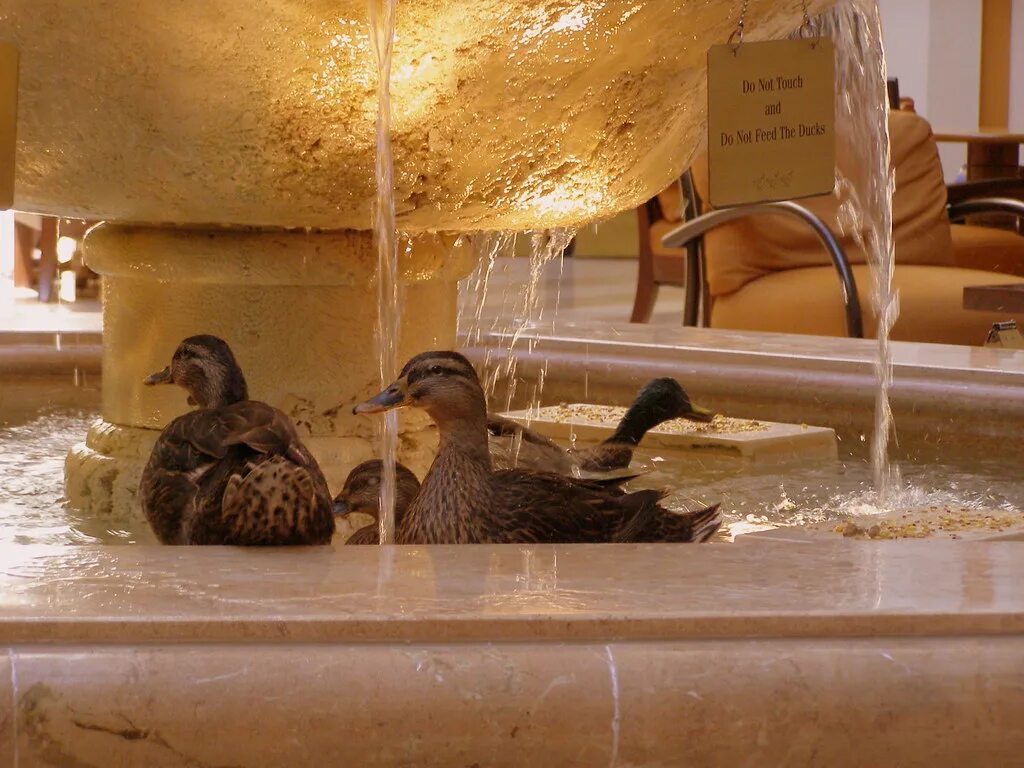 Ducks hotel. Ducks hotel. Ducks гостиница. Утка в отеле. Аб дак гостиница.