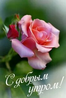 Прекрасные цветы добрый день