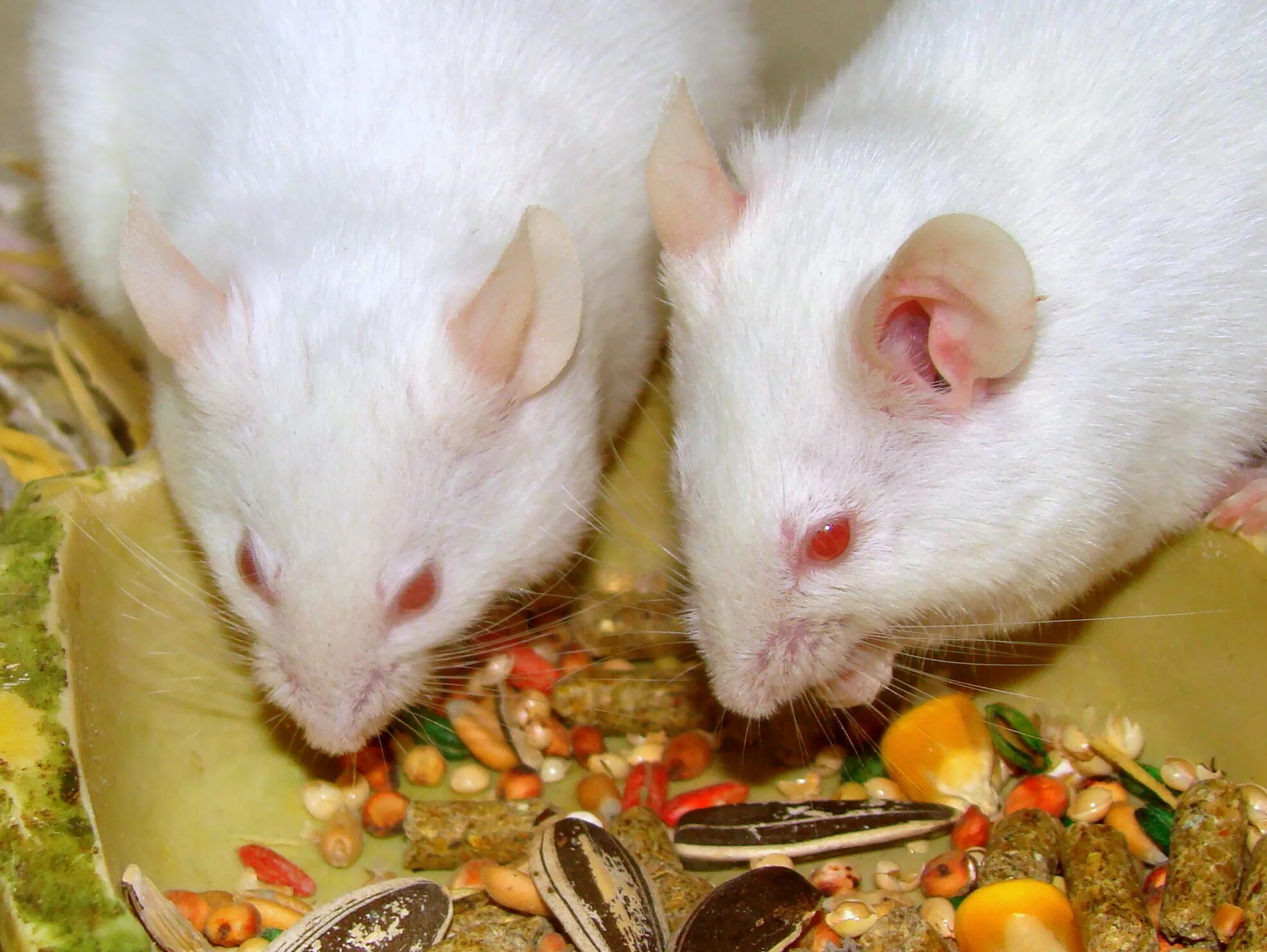 Экспериментальная мышь. Лабораторные мыши. Мыши в лаборатории. Исследования на мышах. Опыты на мышах.