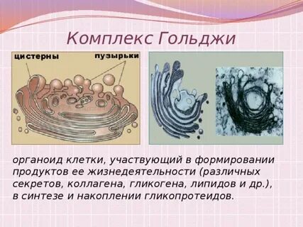 Комплекс гольджи синтез