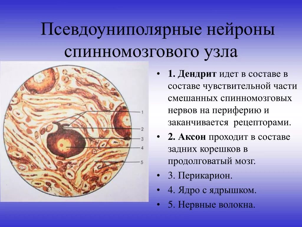 Псевдоуниполярные нервные клетки (спинномозговой узел).. Спинномозговой ганглий гистология. Псевдоуниполярные Нейроны спинномозгового узла препарат. Псевдоуниполярные Нейроны гистология препарат.