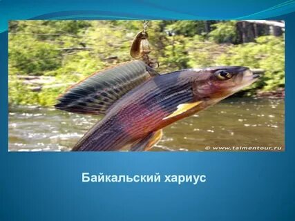 Белый байкальский хариус реальная рыбалка