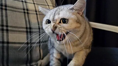 Action cat