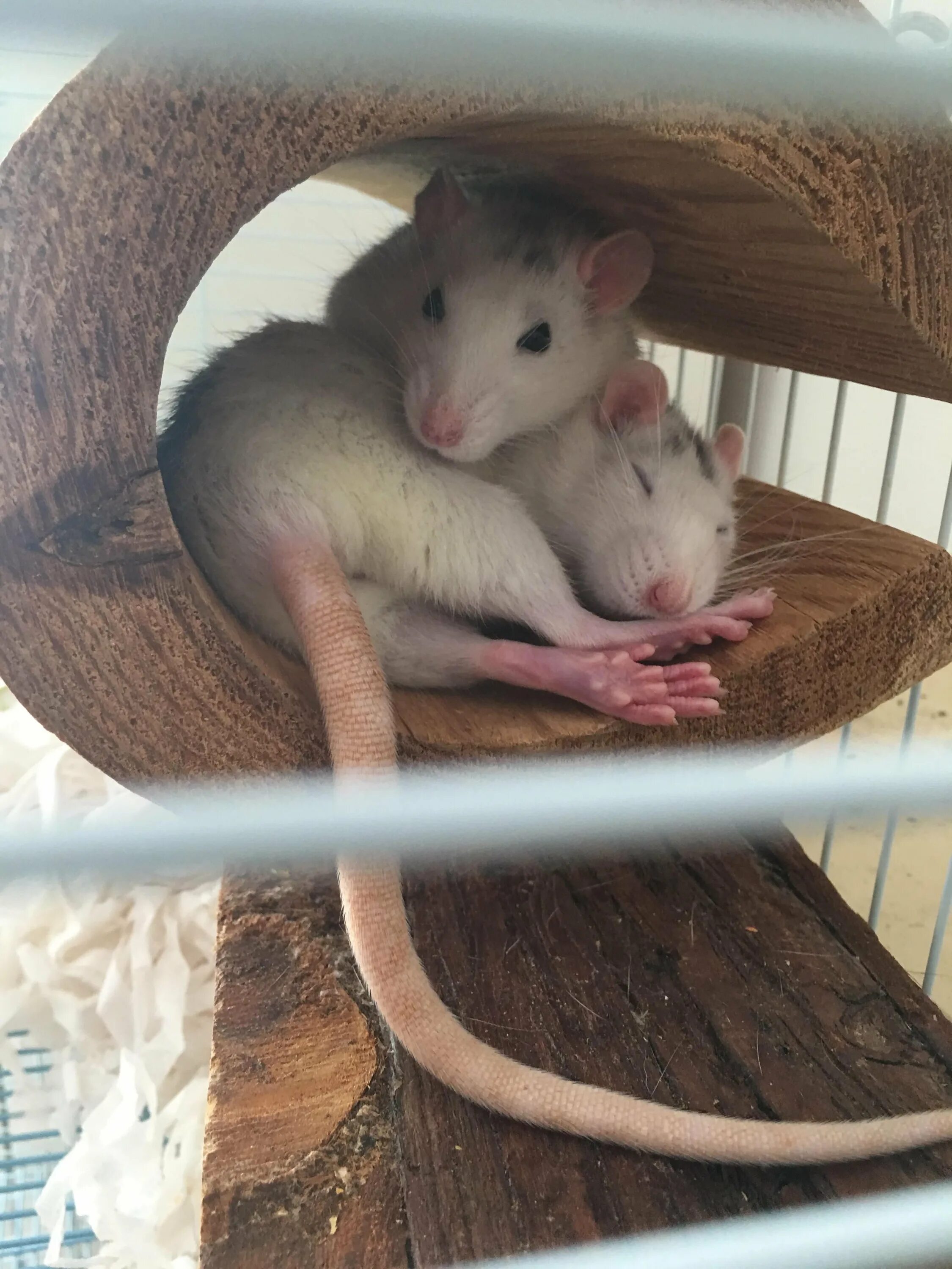 Крысы обнимаются. Две крысы обнимаются. Крысы в обнимку. Две крысы. Грызуны крысы.