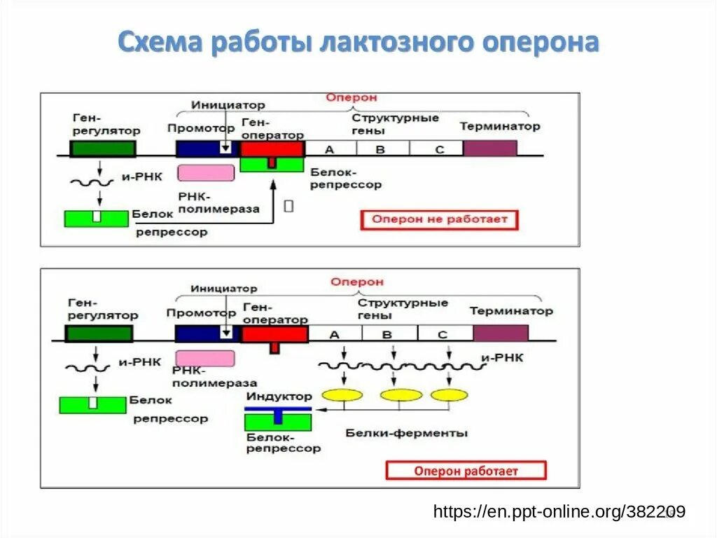 Лак оперон. Лак оперон
