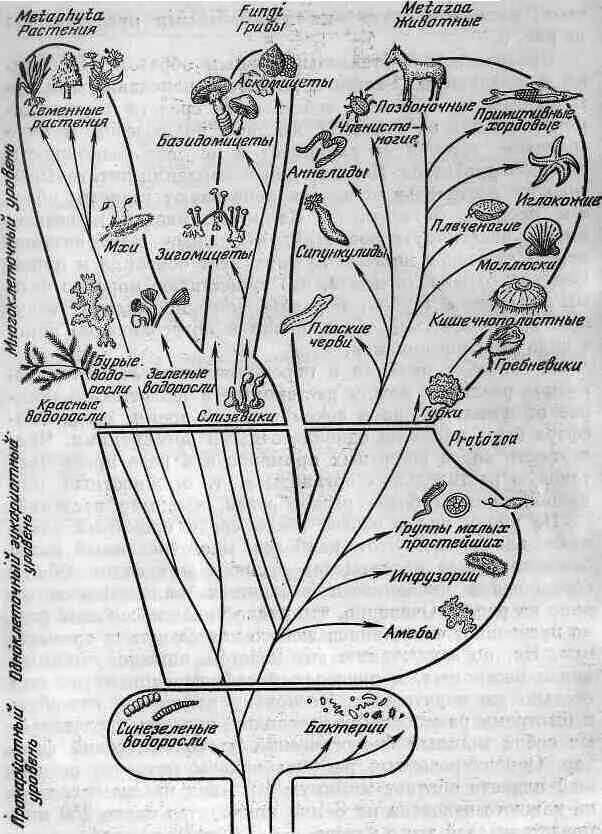 Эволюционное Древо развития жизни на земле. Филогенетическое Древо грибов. Законы эволюции жизни