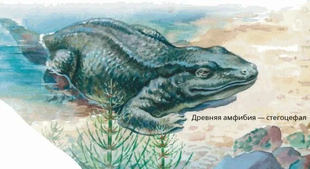Древнее земноводное переходная форма. Древние амфибии стегоцефалы. палеозойская эра стегоцефалы. стегоцефалы девона. древнее земноводное стегоцефал.