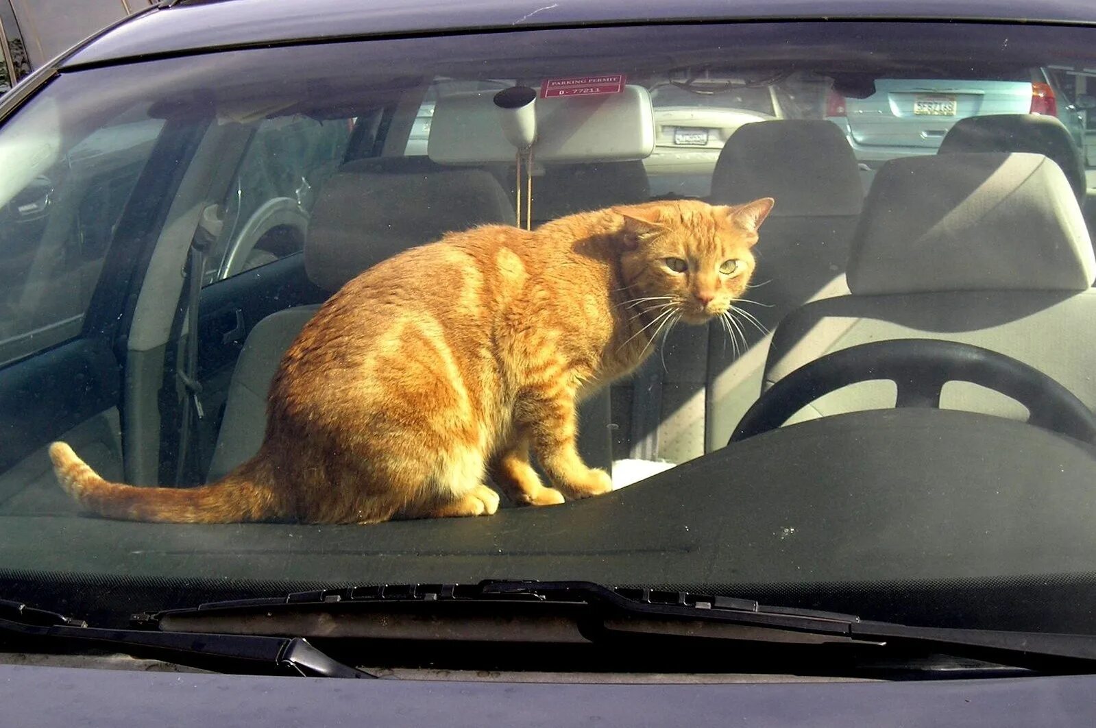 Включи котэ машина. Кот в машине. Кот на тачке. Рыжий кот в машине. Котик на автомобиле.