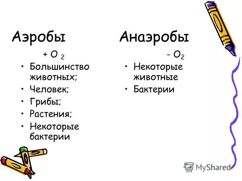 Аэробные микроорганизмы. Аэробы примеры. Бактерии анаэробы. Аэробы и анаэробы примеры бактерий. Анаэробы, анаэробы, аэробы.