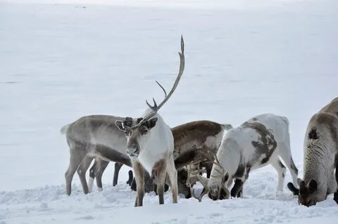 Крае 2013 год