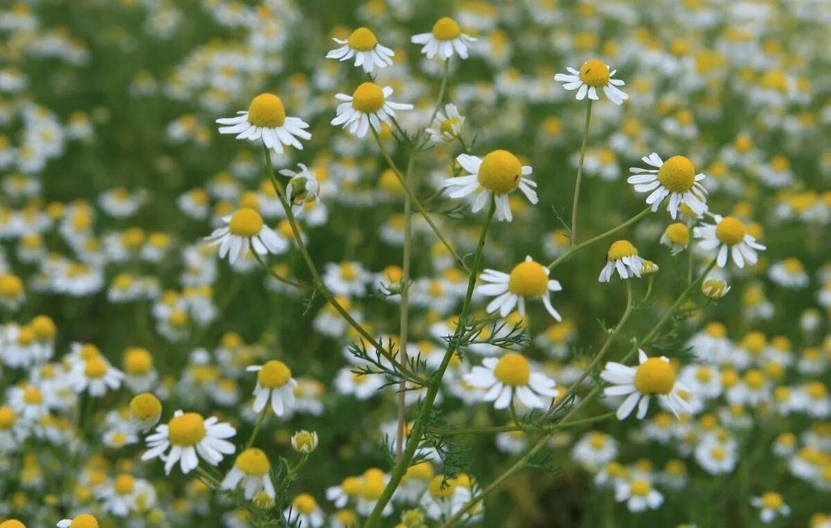 Ромашка западная (matricaria occidentalis). Ромашка аптечная ареал. Как выглядит ромашка лекарственная фото и описание. Как выглядит ромашка лекарственная фото и описание. Ромашка аптечная гф.