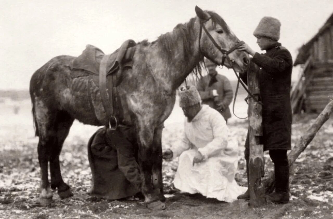 Военная Ветеринария в Великой Отечественной войне. Ветеринария в годы войны 1941 1945. Военные ветеринары в годы ВОВ. Лошади на войне. Знахарь лечивший лошадей