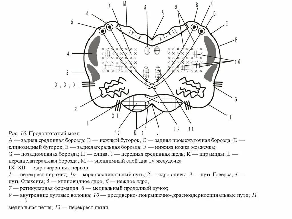 Каким номером на рисунке обозначен продолговатый мозг. Поперечный срез продолговатого мозга схема. Схема продолговатого мозга анатомия. Медиальная петля продолговатого мозга схема. Проводящие пути продолговатого мозга схема.