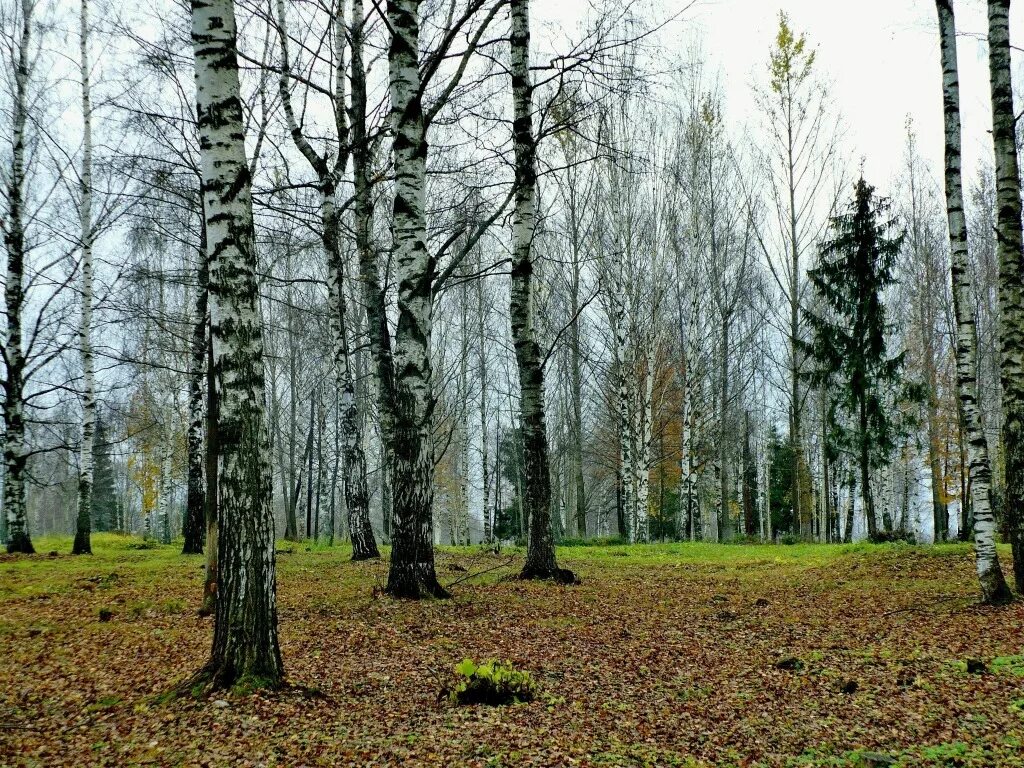 русскому лесу быть