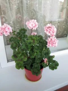 Герань зимой