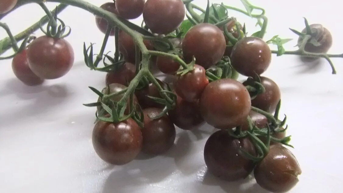 Томат черри черный принц. Сорт томата блэк черри. Томат арбузный. Black opal томаты. Томат опал.