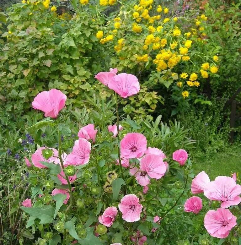 Lavatera or wild rose or hatma. A wonderful plant, very unpretentious, drought-r
