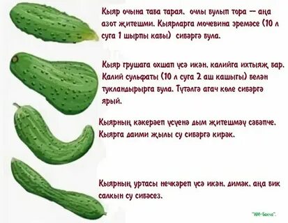 Куте перевод