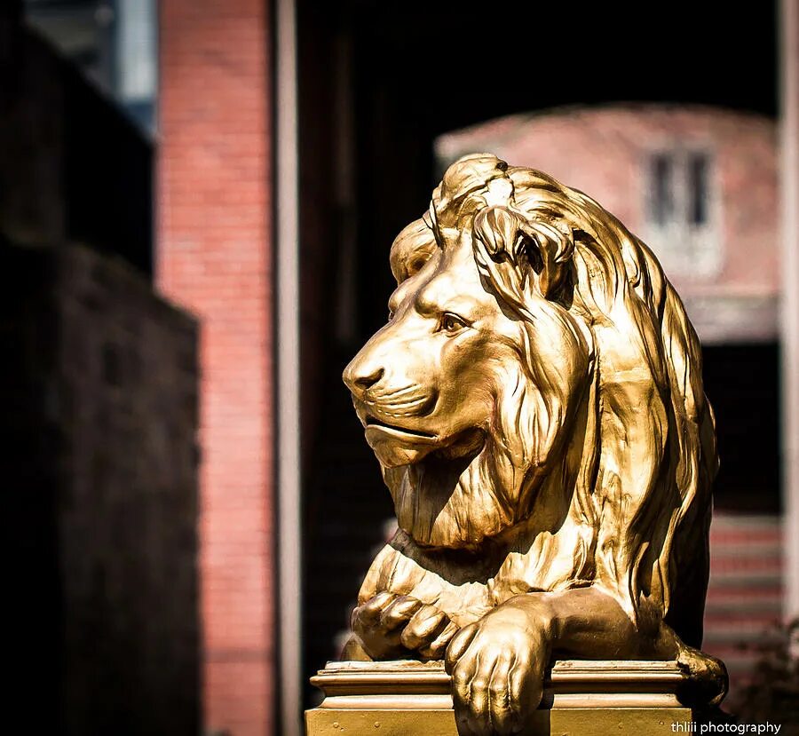 Gold lion. Женева золотой Лев. Магнус Середницкий золотой Лев. Голден Лион. Золотой Лев Москва.