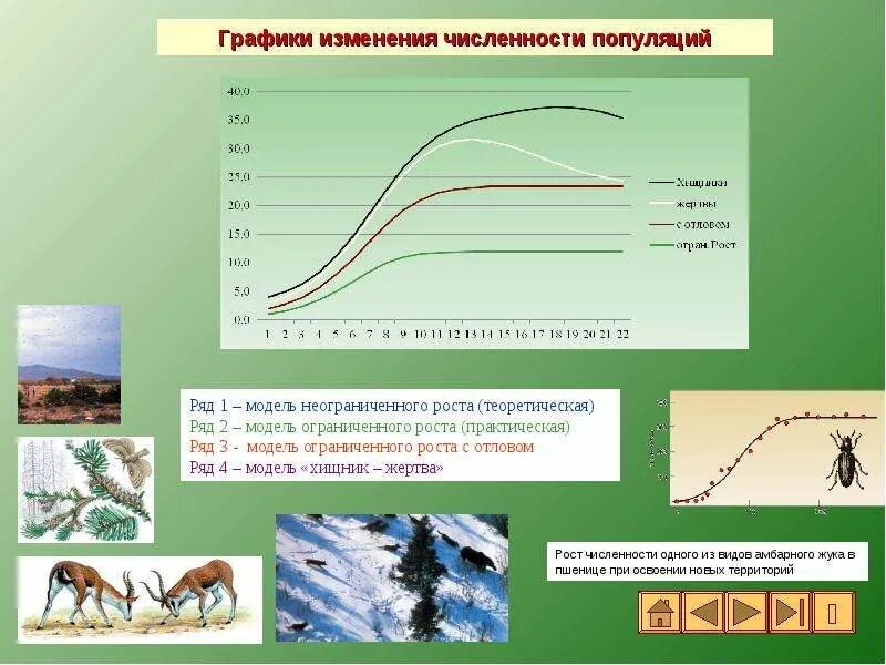 График изменения численности популяции. Графики изменения численности популяций. Биологические модели развития популяций.. Моделирование динамики численности популяций.