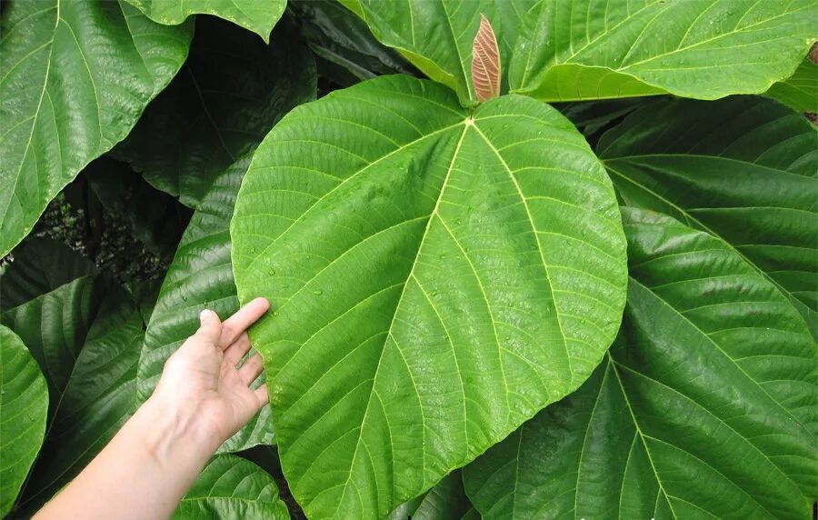Куст с крупными листьями. Ficus auriculata. фикус бенгальский. фикус крупнолистный. фикус с широкими листьями.