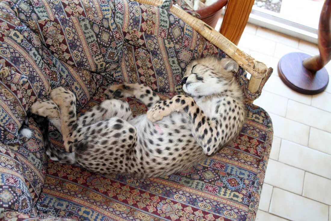 Pet cheetah. Гепард приручаемость. Домашний гепард. Ручной гепард. Домашние леопарды.