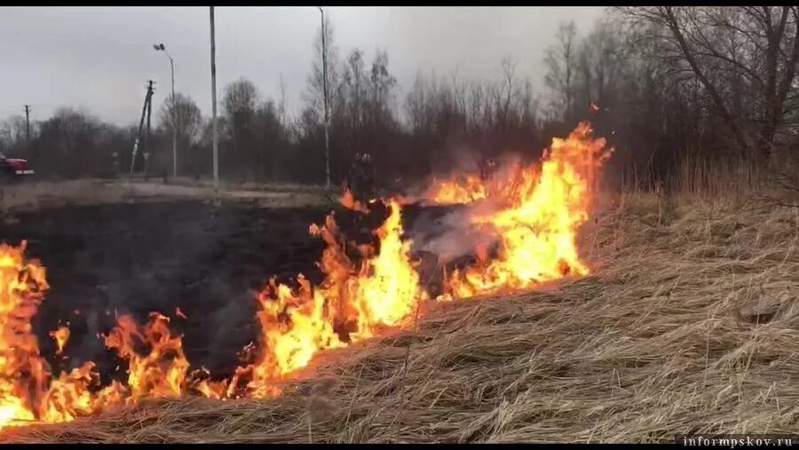 Поджог травы. Поджог автобус в пскове. картинка поджигание травы. поджог травы в 16 лет.