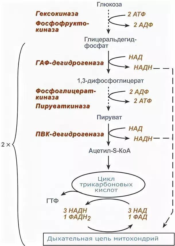 3 этап окисления глюкозы. Аэробное окисление Глюкозы АТФ образуется. Аэробное окисление Глюкозы. Превращение Глюкозы в АТФ. Окисление Глюкозы в аэробных условиях.