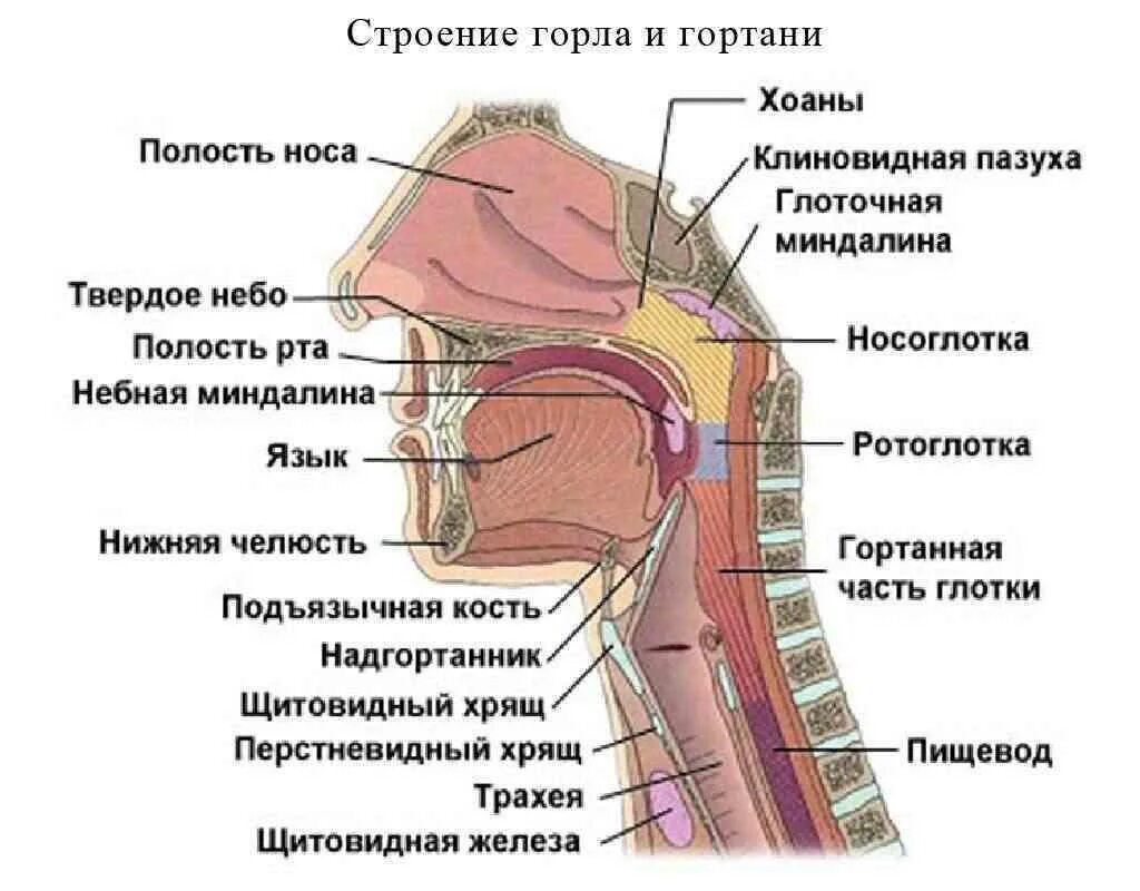 Что находится в члене человека. Строение ротоглотки человека. горло гортань трахея анатомия. носоглотка строение анатомия человека. носоглотка ротоглотка схема.