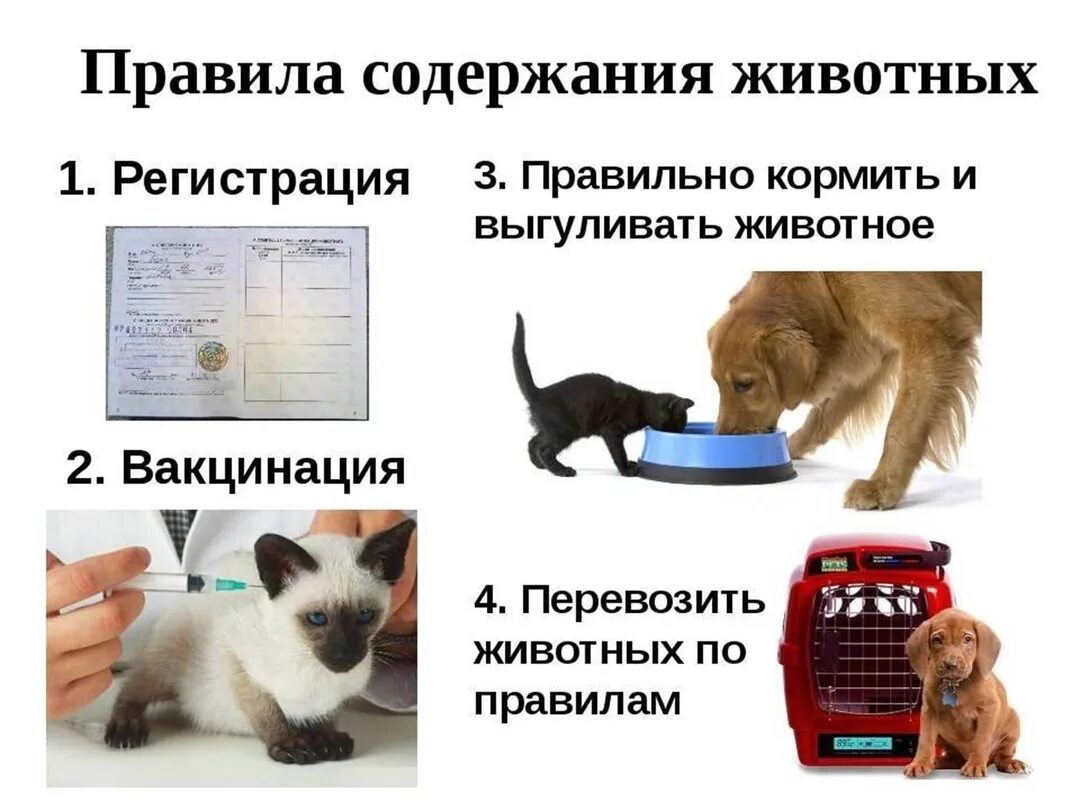 Памятка владельцам животных