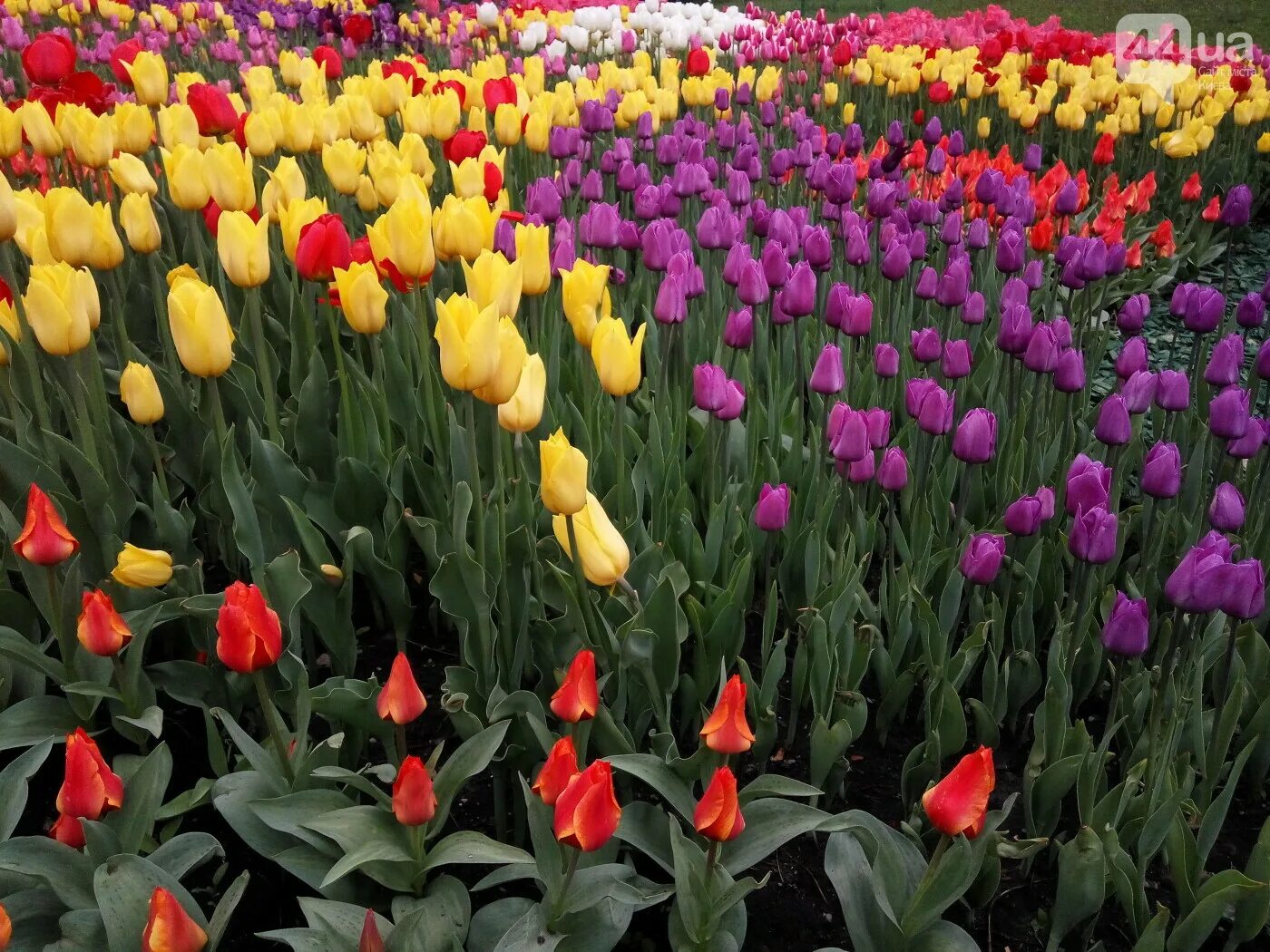 Выставка тюльпанов в москве. Тюльпаны на вднх. Выставка тюльпанов в москве. Горзеленстрой тверь выставка тюльпанов. Кёкенхоф нидерланды 2022.