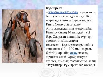 Нағыз HD порно видео