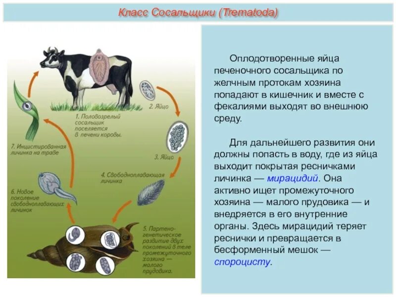 Может ли человек быть промежуточным хозяином. Цикл печеночного сосальщика промежуточный хозяин. Печёночный сосальщик жизненный цикл в промежуточном хозяине. Печёночный сосальщик цикл развития личинка с ресничками. Цикл развития печеночного сосальщика таблица.