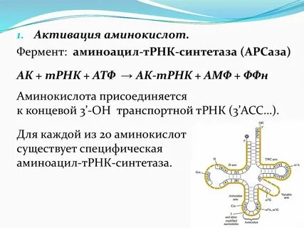 Белок аминокислота трнк