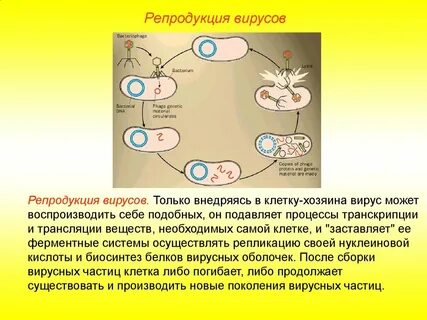 Репродукция этапы